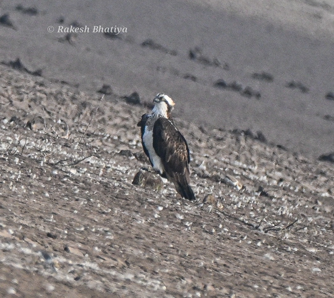 Osprey